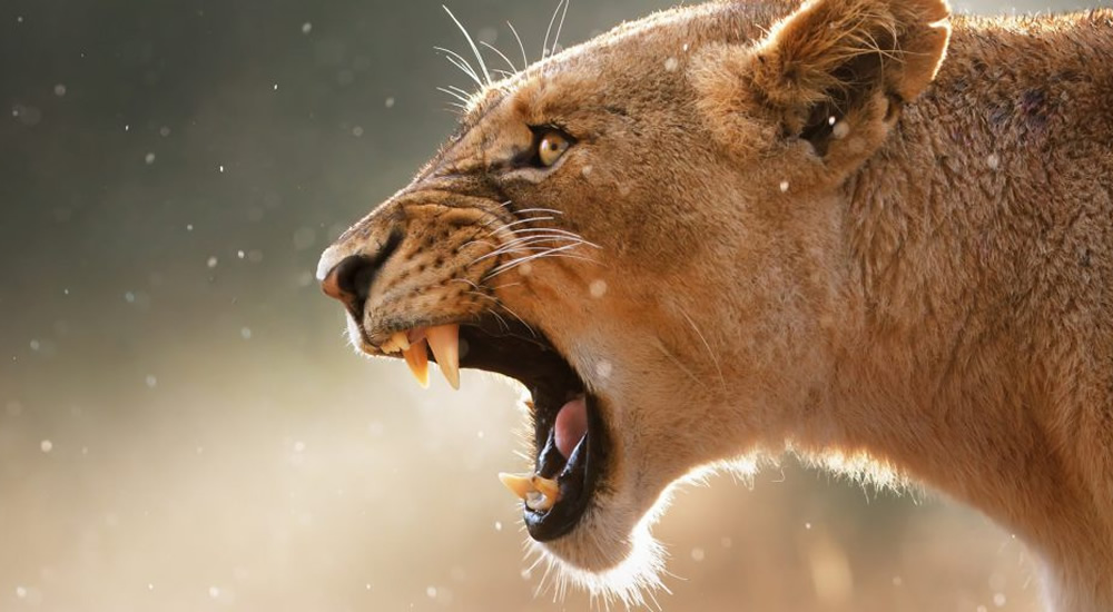 04_south_africa_wildlife_safari